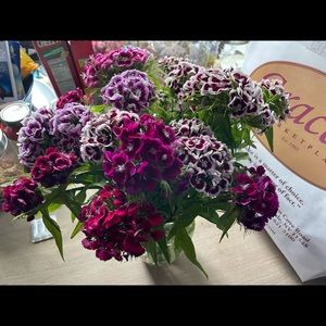 Meet your Posher, Annie